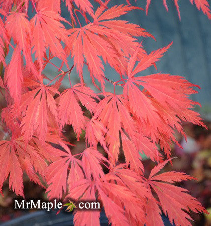 Acer palmatum 'Crimson Carole' Japanese Maple