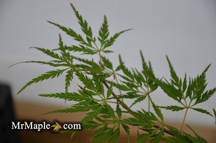 Acer palmatum 'Dai' Weeping Korean Japanese Maple