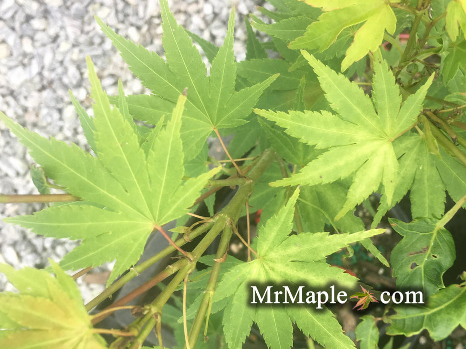 Acer palmatum 'Daidai haru' Spring Orange Japanese Maple