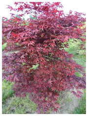 - Acer palmatum 'Dark Knight' Japanese Maple - Mr Maple │ Buy Japanese Maple Trees