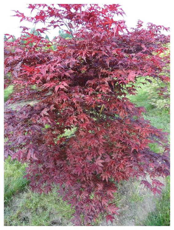 Buy Acer palmatum 'Dark Knight' Japanese Maple — Mr Maple │ Buy ...