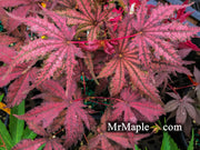- Acer palmatum 'Dark Knight' Japanese Maple - Mr Maple │ Buy Japanese Maple Trees