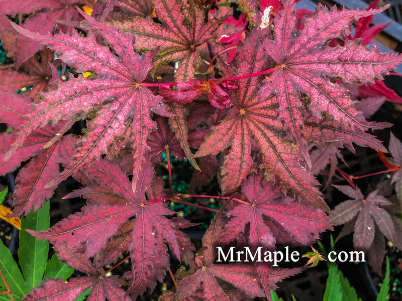 - Acer palmatum 'Dark Knight' Japanese Maple - Mr Maple │ Buy Japanese Maple Trees