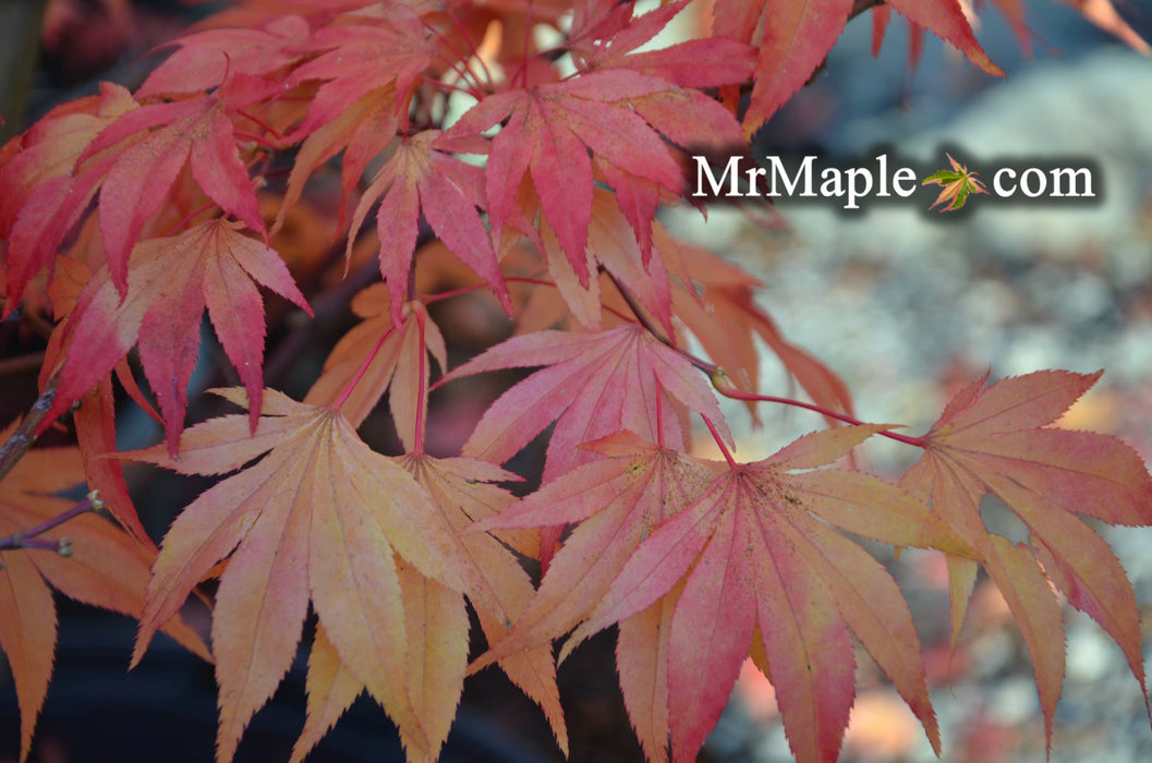 Acer palmatum 'Duncan and Davies' Japanese Maple