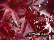 - Acer palmatum 'Emperor 1' Japanese Maple Tree - Mr Maple │ Buy Japanese Maple Trees