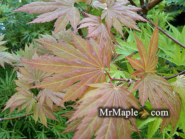 Acer palmatum x circinatum 'Ever Autumn' Japanese Maple
