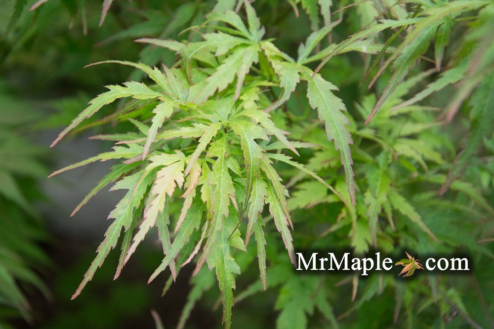 Acer palmatum 'Frilly Willy' Japanese Maple