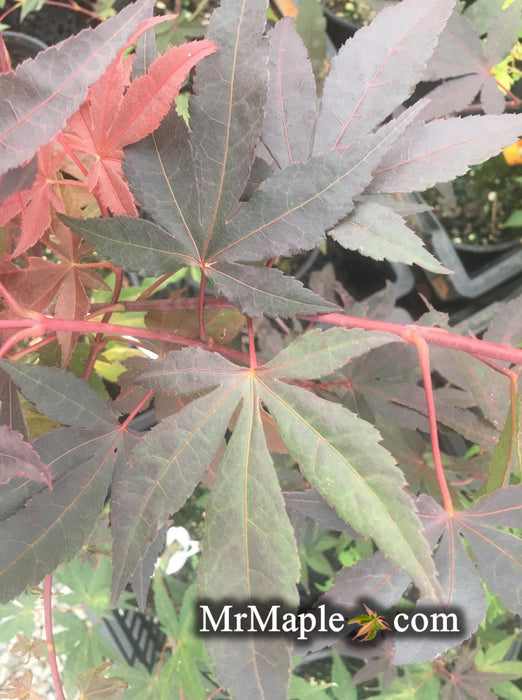 Acer palmatum 'Fujinami' Deep Black Japanese Maple