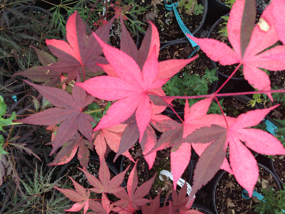 Acer palmatum 'Fujinami nishiki' Japanese Maple