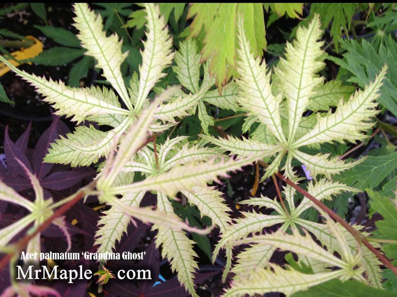- Acer palmatum 'Grandma Ghost' Japanese Maple - Mr Maple │ Buy Japanese Maple Trees