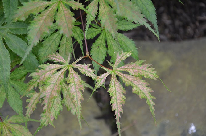 - Acer palmatum 'Grandma Ghost' Japanese Maple - Mr Maple │ Buy Japanese Maple Trees
