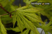 - Acer palmatum 'Grandma Ghost' Japanese Maple - Mr Maple │ Buy Japanese Maple Trees