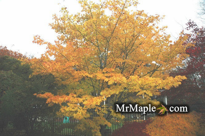 Acer palmatum 'Green Star' Japanese Maple