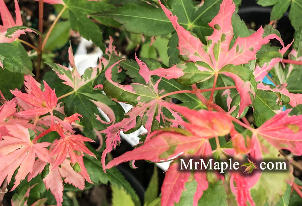Acer palmatum 'Harold's Pink And White' Japanese Maple