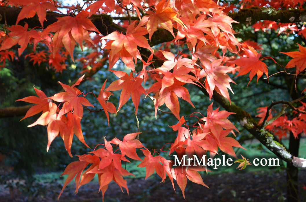 Acer palmatum 'Heptalobum' Japanese Maple