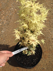 - Acer palmatum 'Ilarian' Japanese Maple - Mr Maple │ Buy Japanese Maple Trees