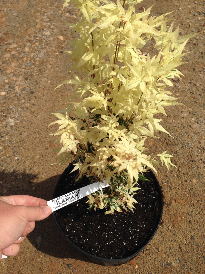 - Acer palmatum 'Ilarian' Japanese Maple - Mr Maple │ Buy Japanese Maple Trees