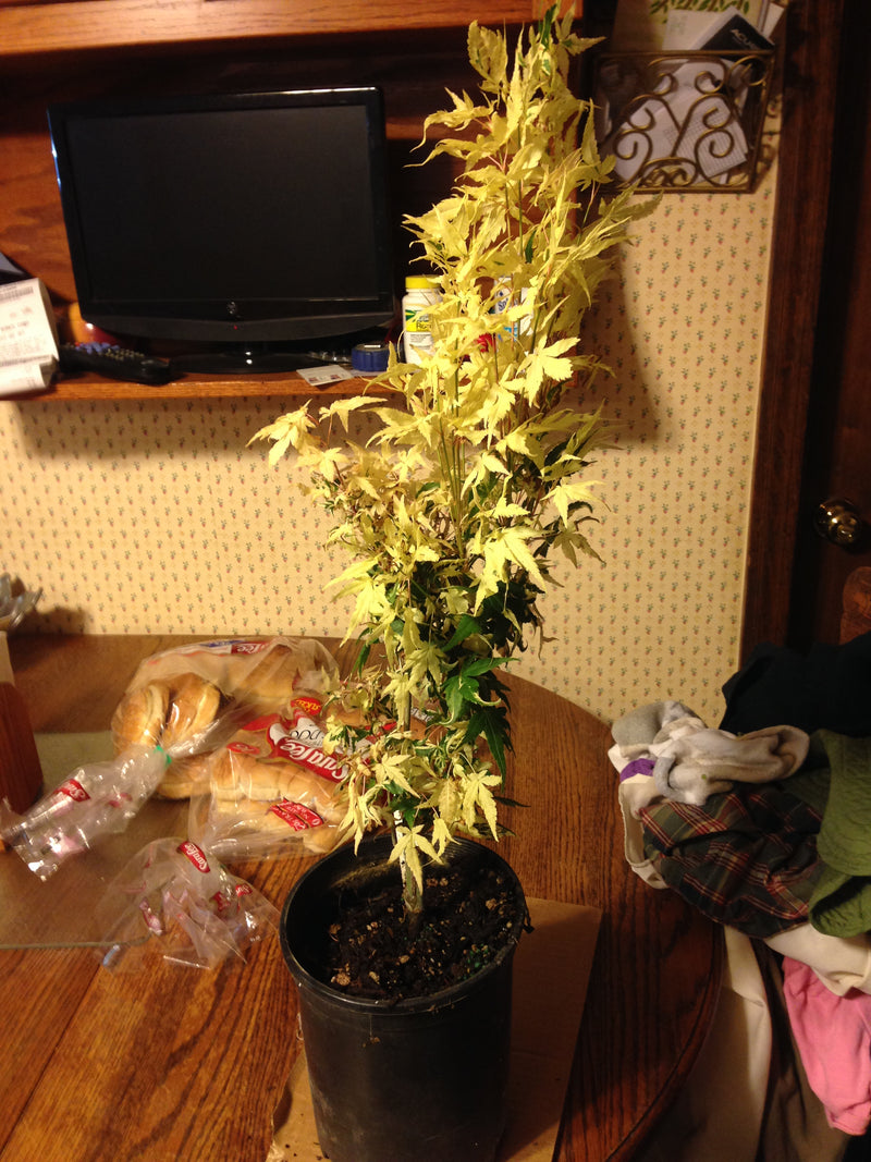 - Acer palmatum 'Ilarian' Japanese Maple - Mr Maple │ Buy Japanese Maple Trees