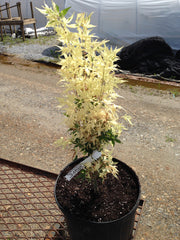- Acer palmatum 'Ilarian' Japanese Maple - Mr Maple │ Buy Japanese Maple Trees