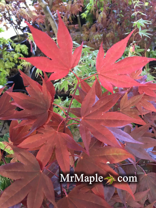 Acer palmatum 'Italy Red' Bright Red Japanese Maple
