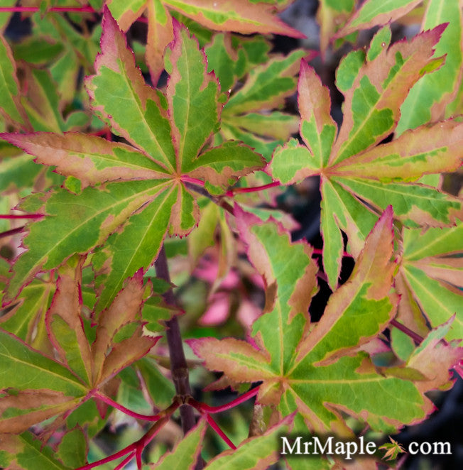 Acer palmatum 'Itame nishiki' Japanese Maple