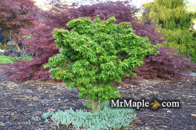 Acer palmatum 'Jade Dragon' Dwarf Japanese Maple Tree