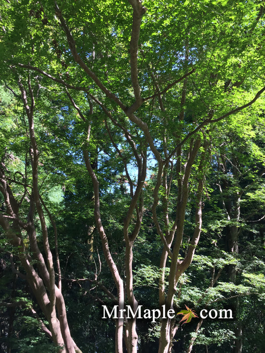 Acer palmatum ssp amoenum Wild Collected from Japan Yoshino Trail