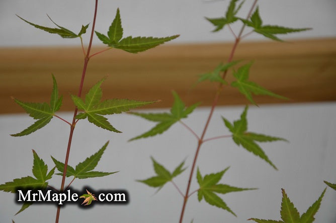 Acer palmatum 'Johnnie's Pink' Japanese Maple