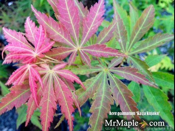 Acer palmatum 'Kaga kujaku' Japanese Maple