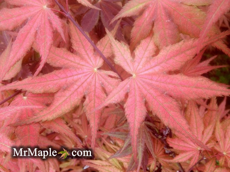 Acer palmatum 'Kasagiyama' Japanese Maple