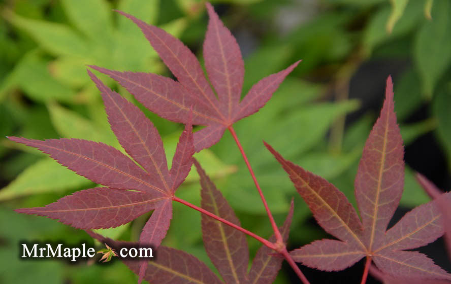Acer palmatum 'Kingsville #1' Japanese Maple