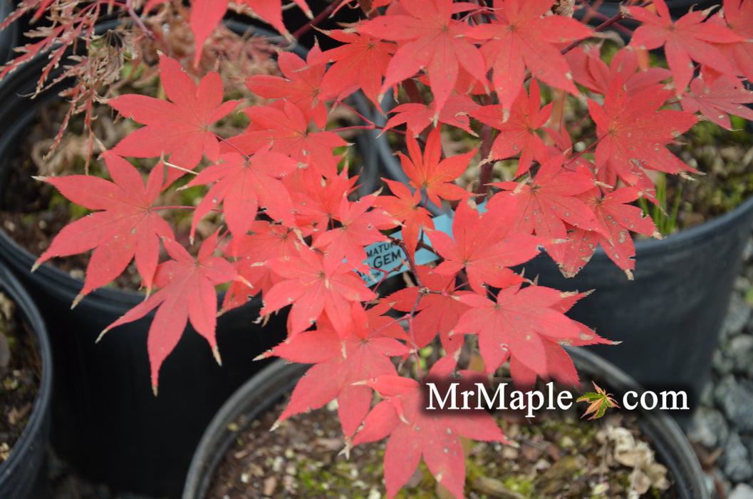 Acer palmatum 'Korean Gem' Japanese Maple