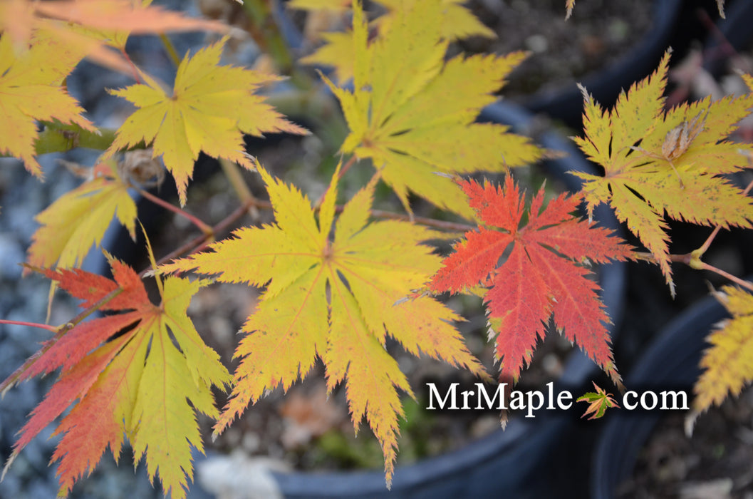 Acer palmatum 'Koyuki' Japanese Maple