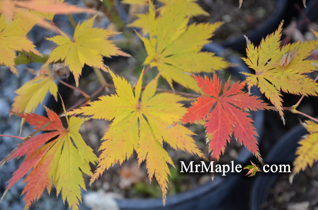 FOR PICKUP ONLY | Acer palmatum 'Koyuki' Japanese Maple | DOES NOT SHIP