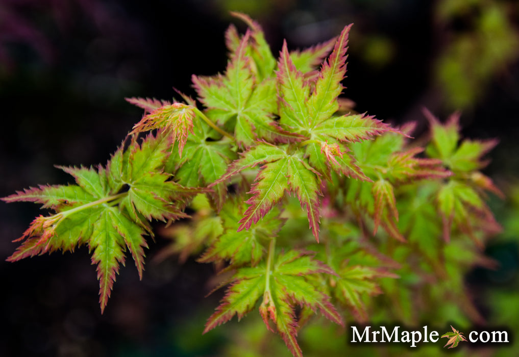 Acer palmatum 'Krazy Krinkle' Japanese Maple
