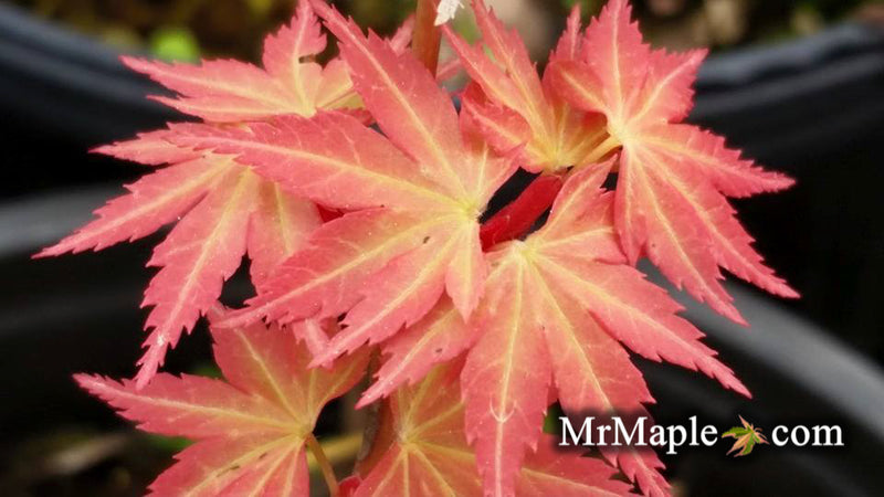 - Acer palmatum 'Kristin's Star' Japanese Maple - Mr Maple │ Buy Japanese Maple Trees