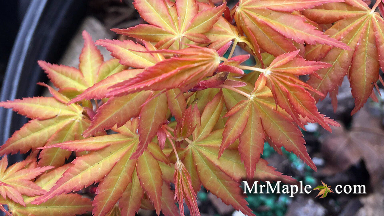 Acer palmatum 'Kristin's Star' Japanese Maple