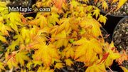 - Acer palmatum 'Kristin's Star' Japanese Maple - Mr Maple │ Buy Japanese Maple Trees