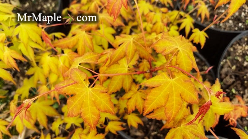 - Acer palmatum 'Kristin's Star' Japanese Maple - Mr Maple │ Buy Japanese Maple Trees