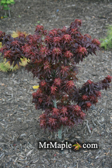 - Acer palmatum 'Kurenai jishi' Red Lion Japanese Maple - Mr Maple │ Buy Japanese Maple Trees