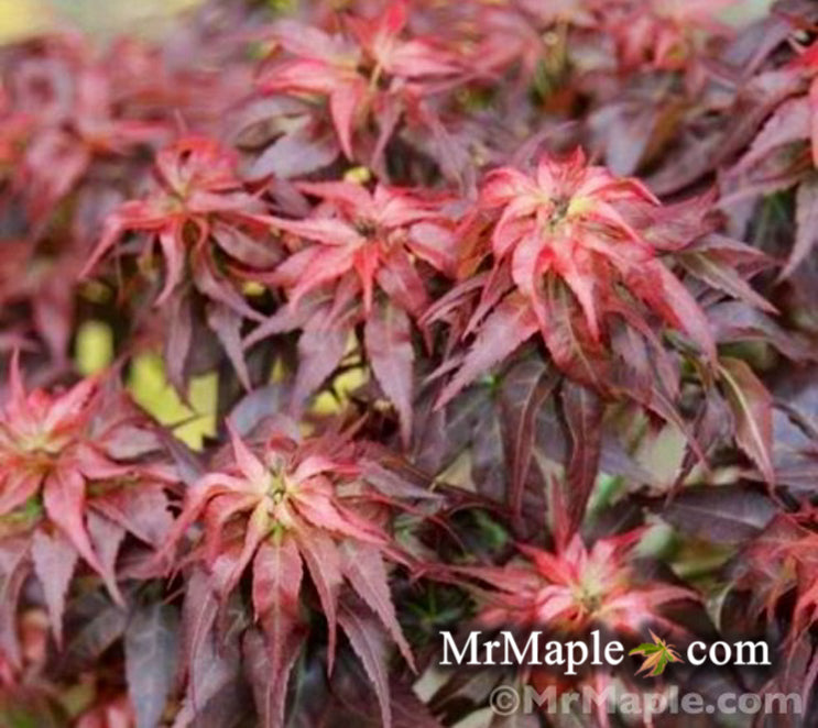 Buy Acer palmatum 'Kurenai jishi' Red Lion Japanese Maple — Mr