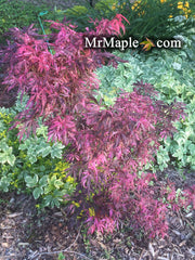- Acer palmatum 'Lileeanne's Jewel' Japanese Maple - Mr Maple │ Buy Japanese Maple Trees