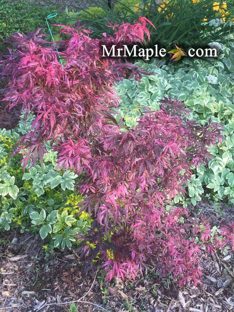 - Acer palmatum 'Lileeanne's Jewel' Japanese Maple - Mr Maple │ Buy Japanese Maple Trees