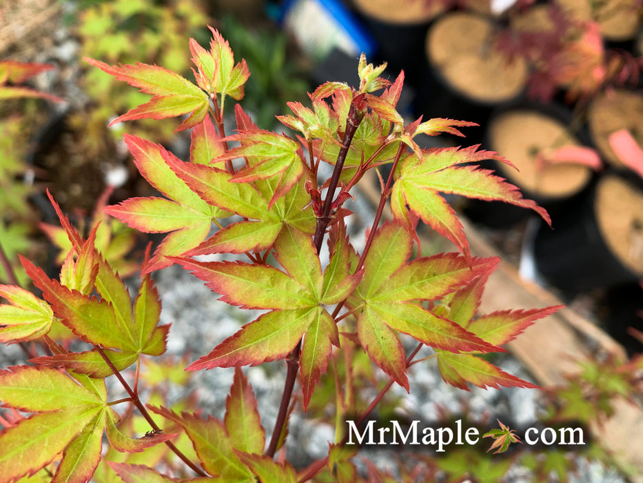 Acer palmatum 'Little Margie' Dwarf Japanese Maple