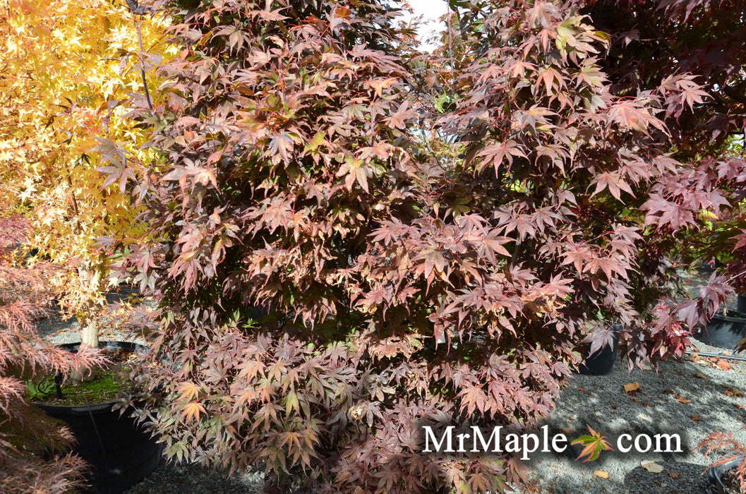 Acer palmatum 'Livy' Dwarf Red Japanese Maple