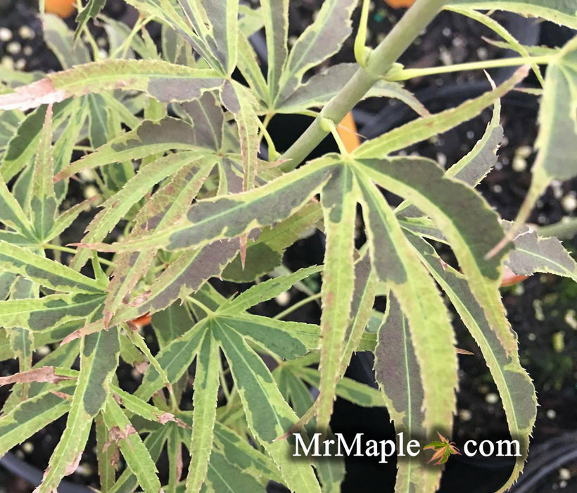 Acer palmatum 'Manyo no sato' Japanese Maple