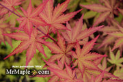 - Acer palmatum 'Mila' Japanese Maple - Mr Maple │ Buy Japanese Maple Trees