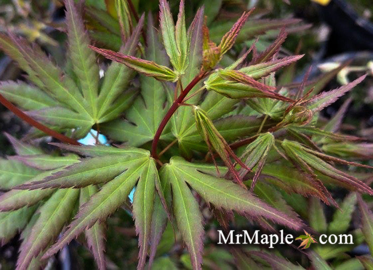 Acer palmatum 'Miss Piggy' Japanese Maple