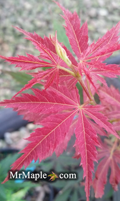 Acer palmatum 'Mon papa' Japanese Maple