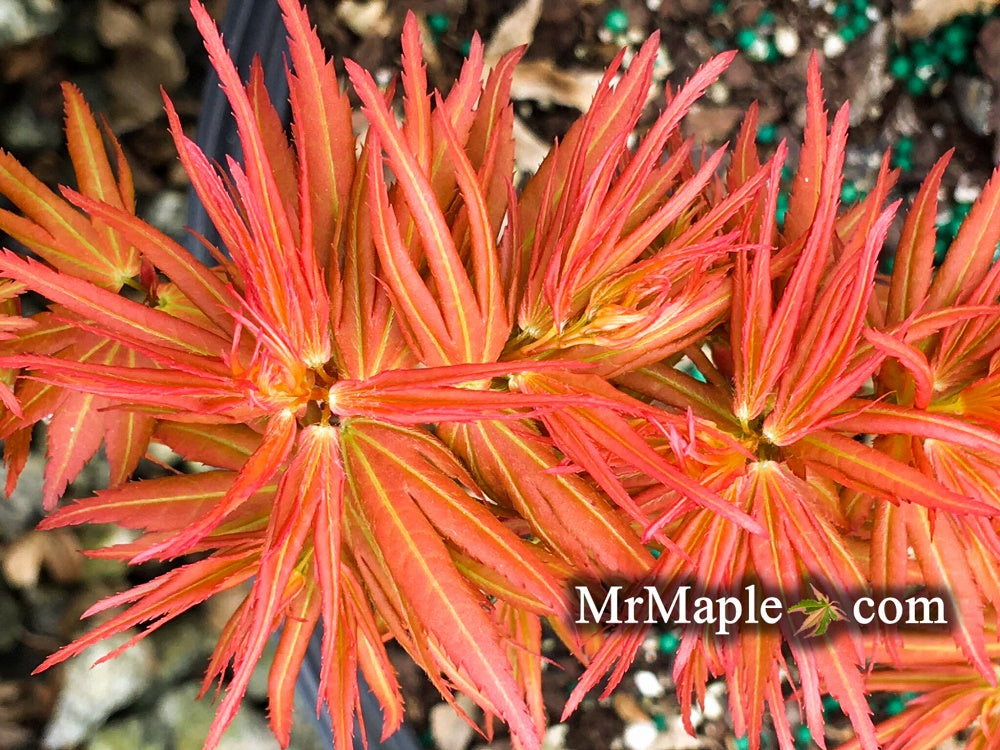 Buy Acer palmatum 'Mystic Mikawa' Miniature Japanese Maple — Mr